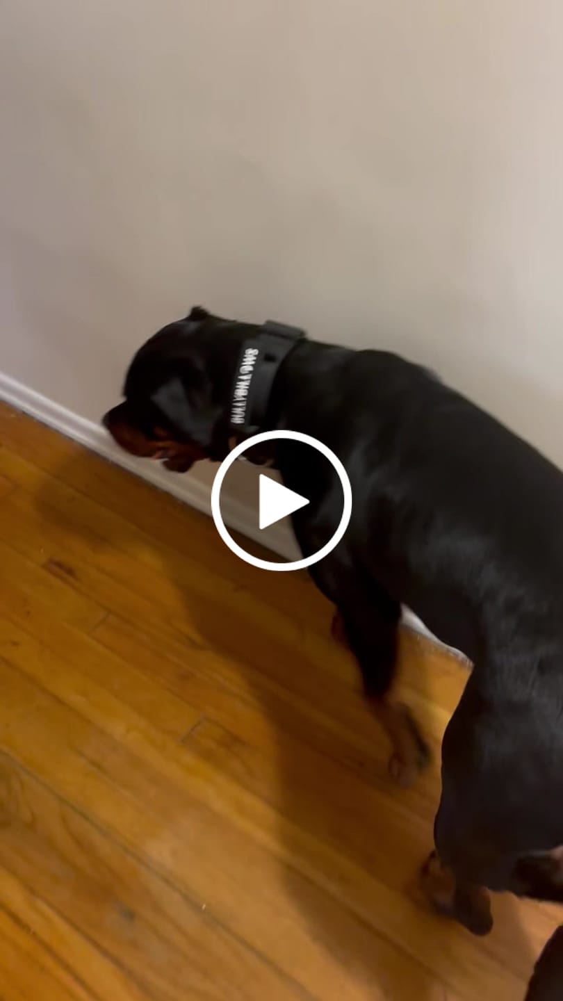 Customer video review of 5cm Combat® Collar | With Handle & Secure Clip - Black
