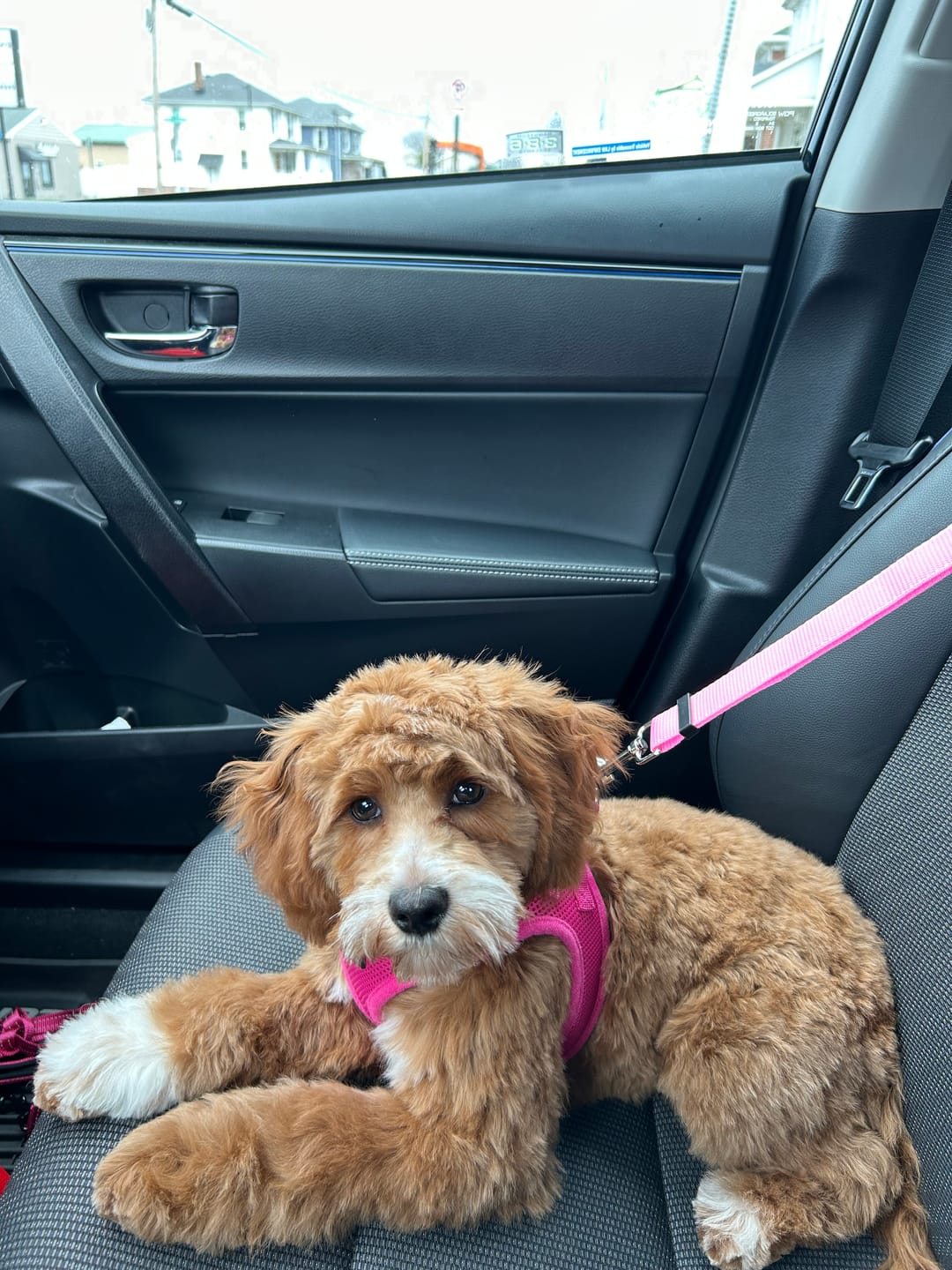 Customer photo review of 2 Pack Headrest Car Dog Safety Seatbelt