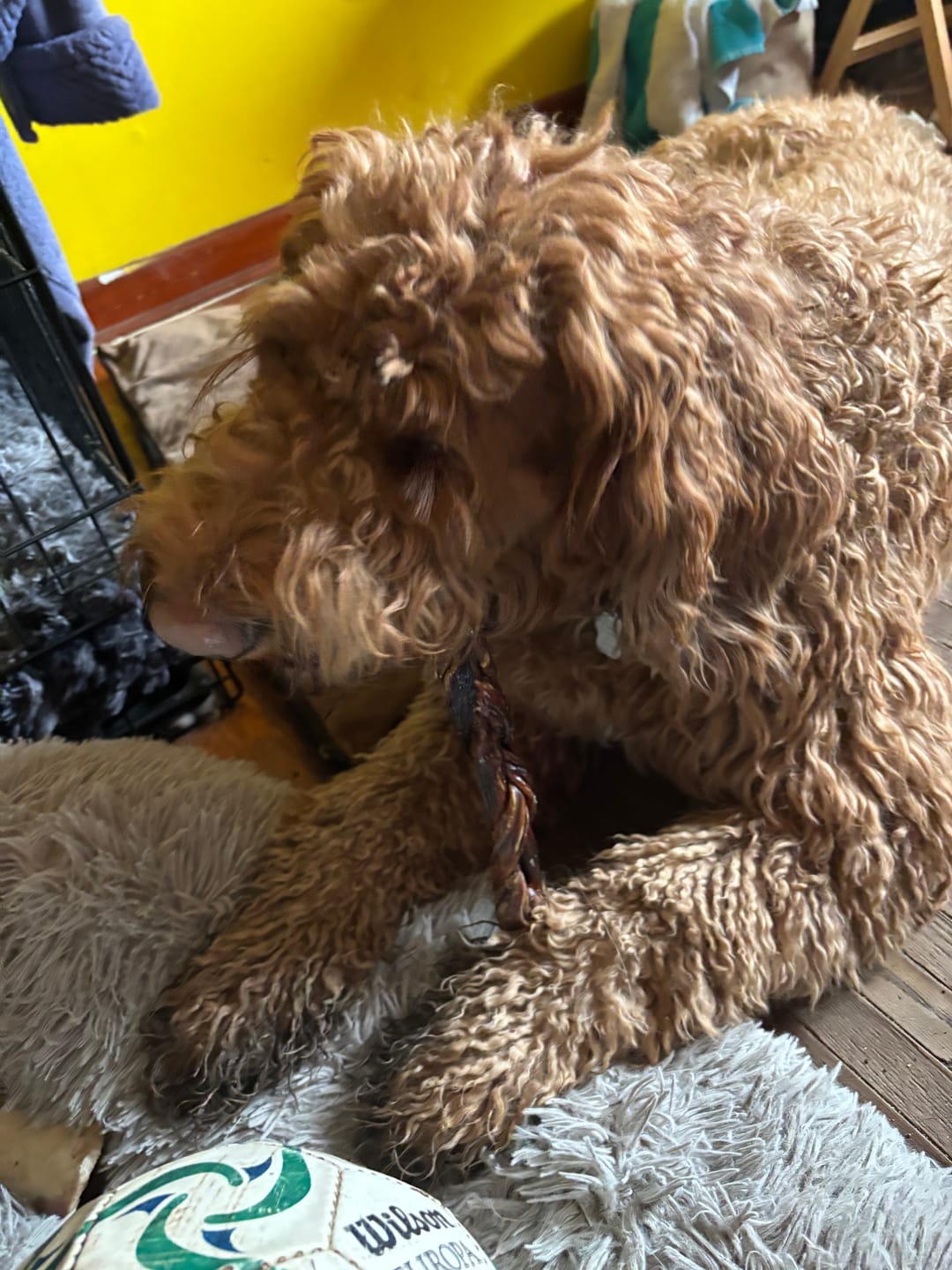 Customer photo review of 12 Inch Braided Jerky Stick