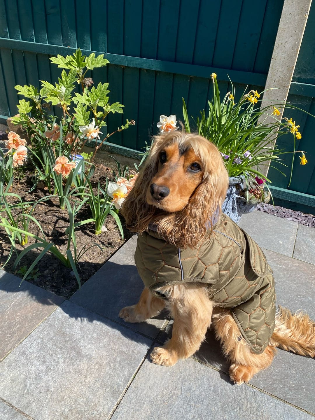 Customer photo review of Honey Comb Dog Coat
