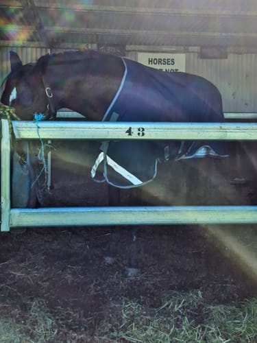 Customer photo review of Amigo 1200D XL Turnout 150g