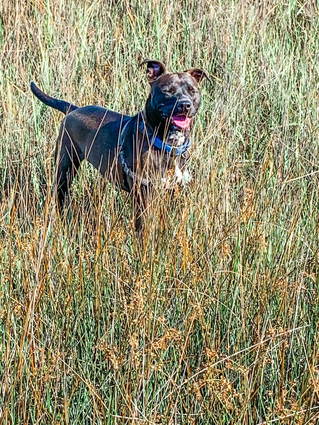 Customer photo review of Canine NutriGreens