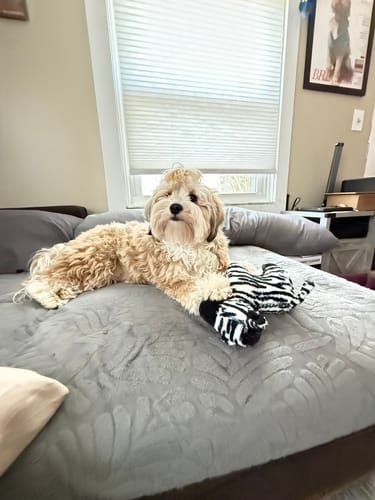 Customer photo review of Tough Plush - Triple Stitch