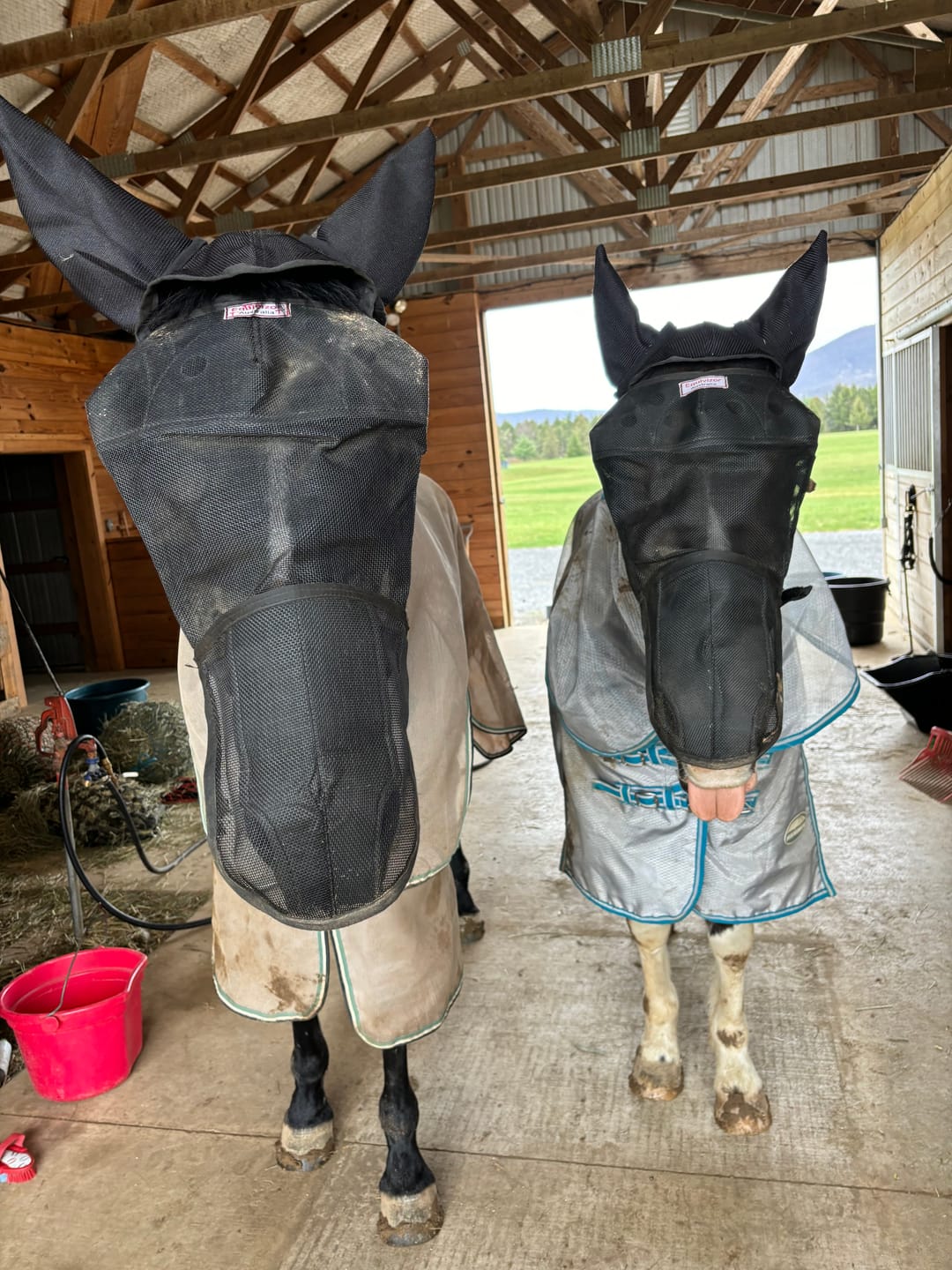 Customer photo review of EquiVizor Fly Mask - With Nose and Ear Protection