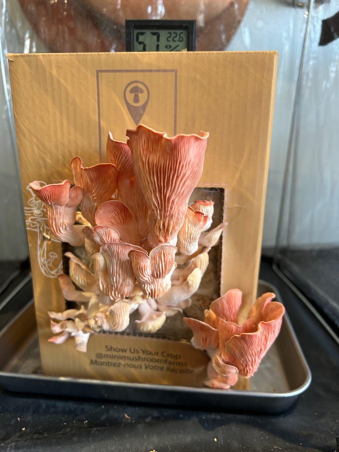 Customer photo review of Essentials Bundle Gift Set + Grow Kit