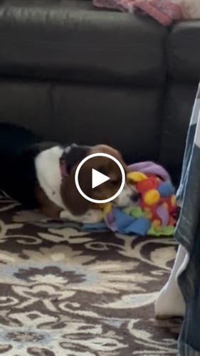 Customer video review of Sniffle