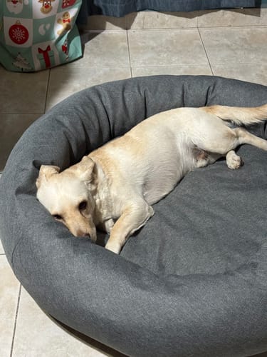 Customer photo review of Funda Lino para Cama Antiestrés para Perros (cama no incluida)