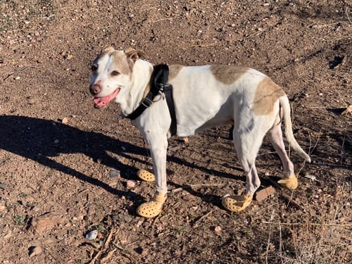 Customer photo review of WagWellies® Mojave