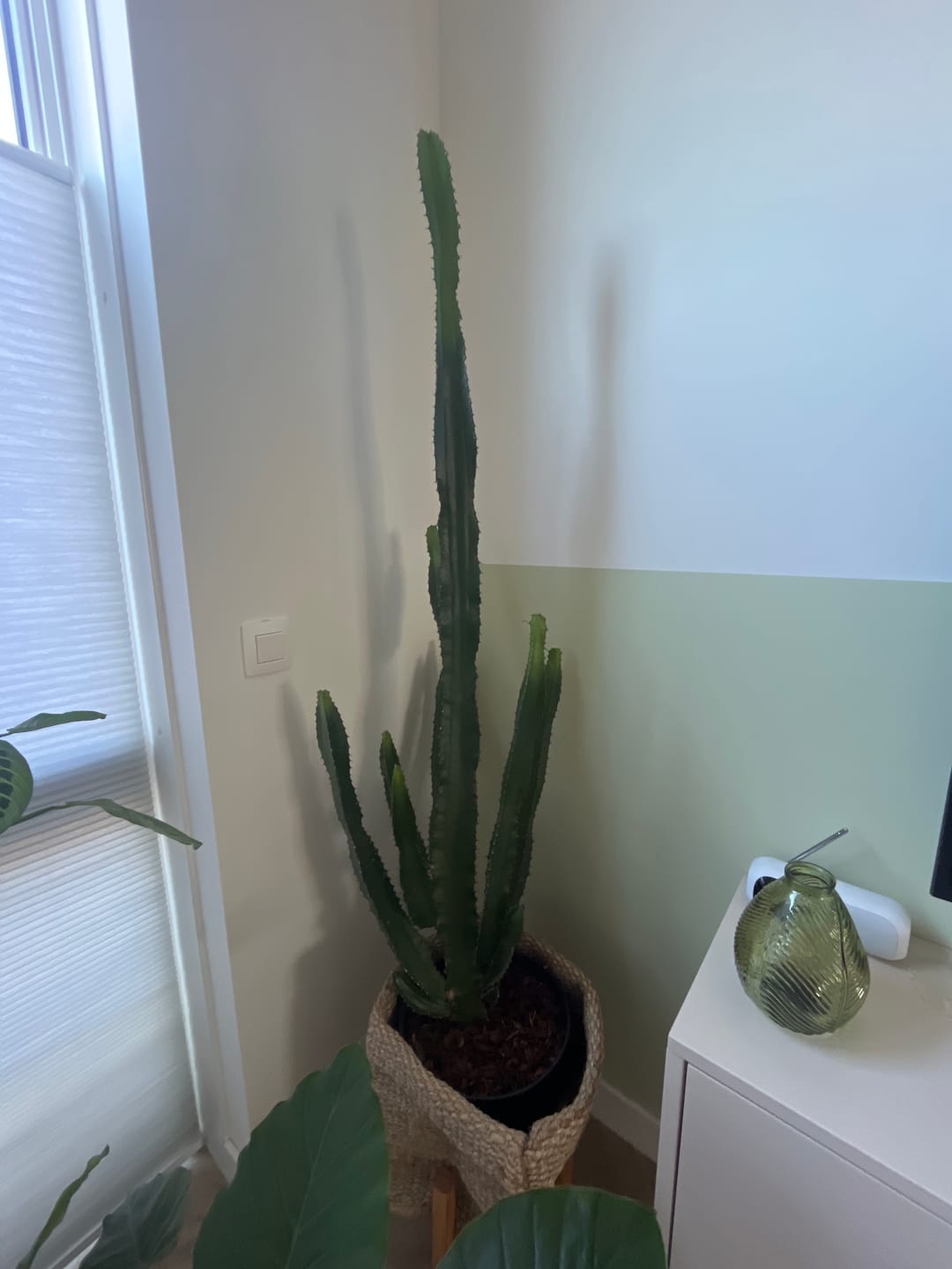 Customer photo review of Cacti & Succulent Mix