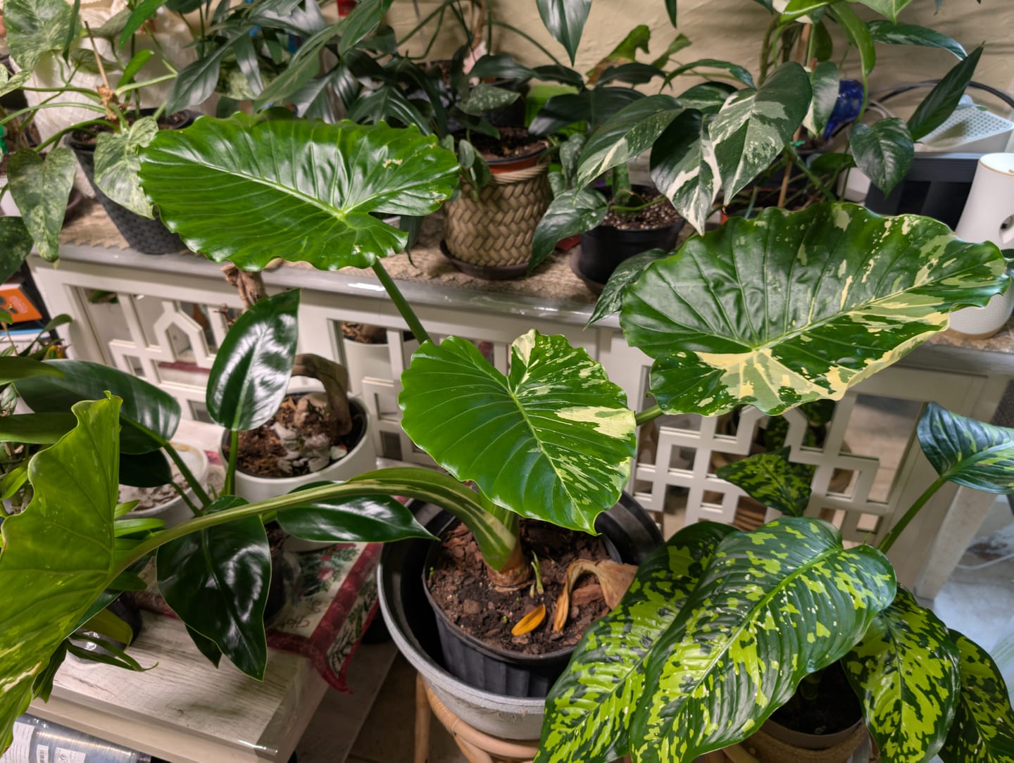 Customer photo review of Alocasia Macrorrhiza Variegata, Collectors Rare And Exotic.