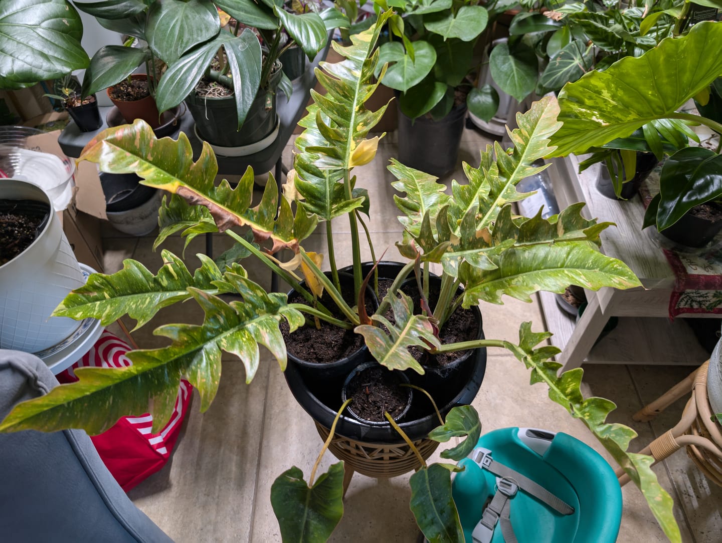 Customer photo review of Philodendron Ring of Fire Variegated