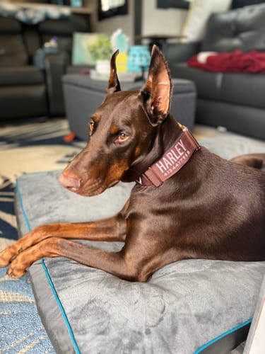 Customer photo review of 2" Tacti Luxe Dog Collar - Rose Gold - Chocolate