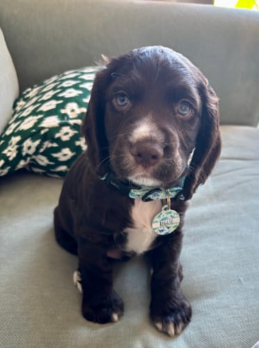 Customer photo review of ID Tag – Dinky Dino