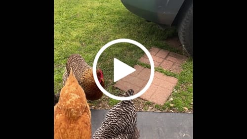 Customer video review of GrubTerra Dried Larvae Sample