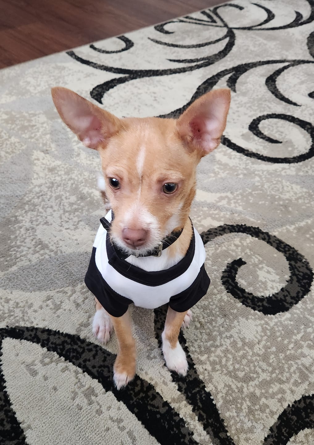 Customer photo review of KISS Love Gun Baseball Dog Shirt
