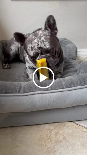 Customer video review of Mix Flavored Chews ( A Bundle of 6 Sticks )