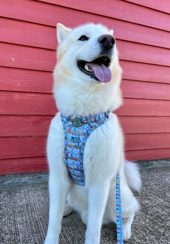 Customer photo review of Tough Trails™ Harness -  Sandy Shores