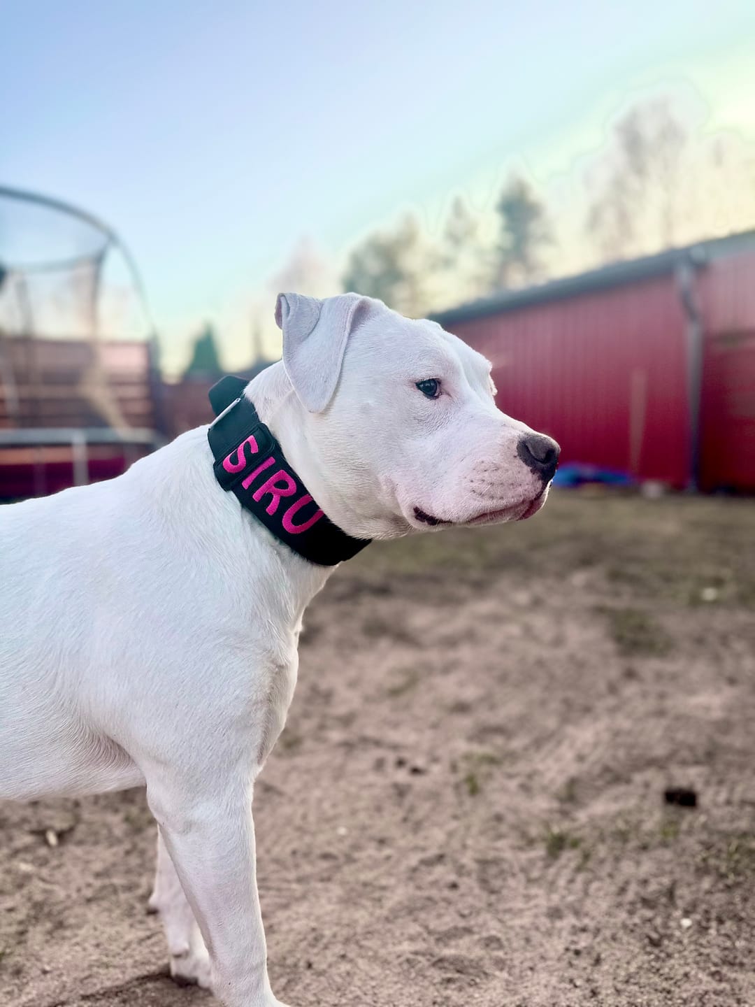 Customer photo review of 5cm Combat® Collar | With Handle & Secure Clip - Black