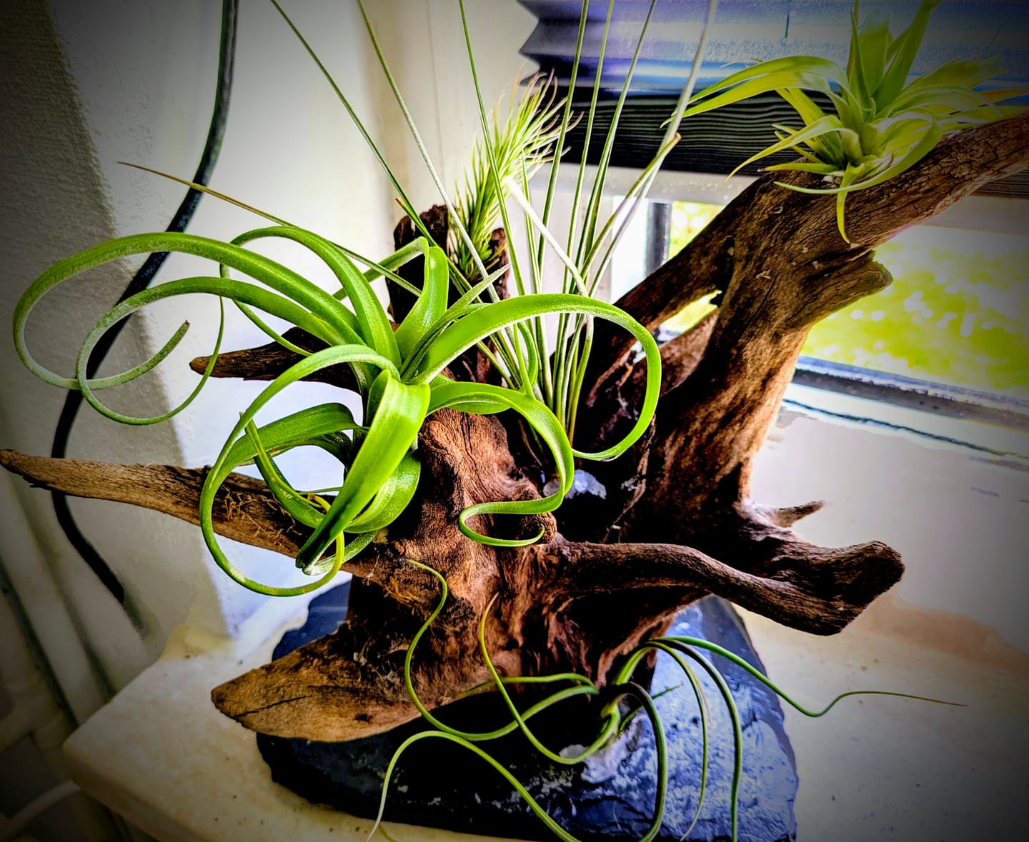 Customer photo review of Tillandsia "Curly Slim" - intermedia x streptohphylla