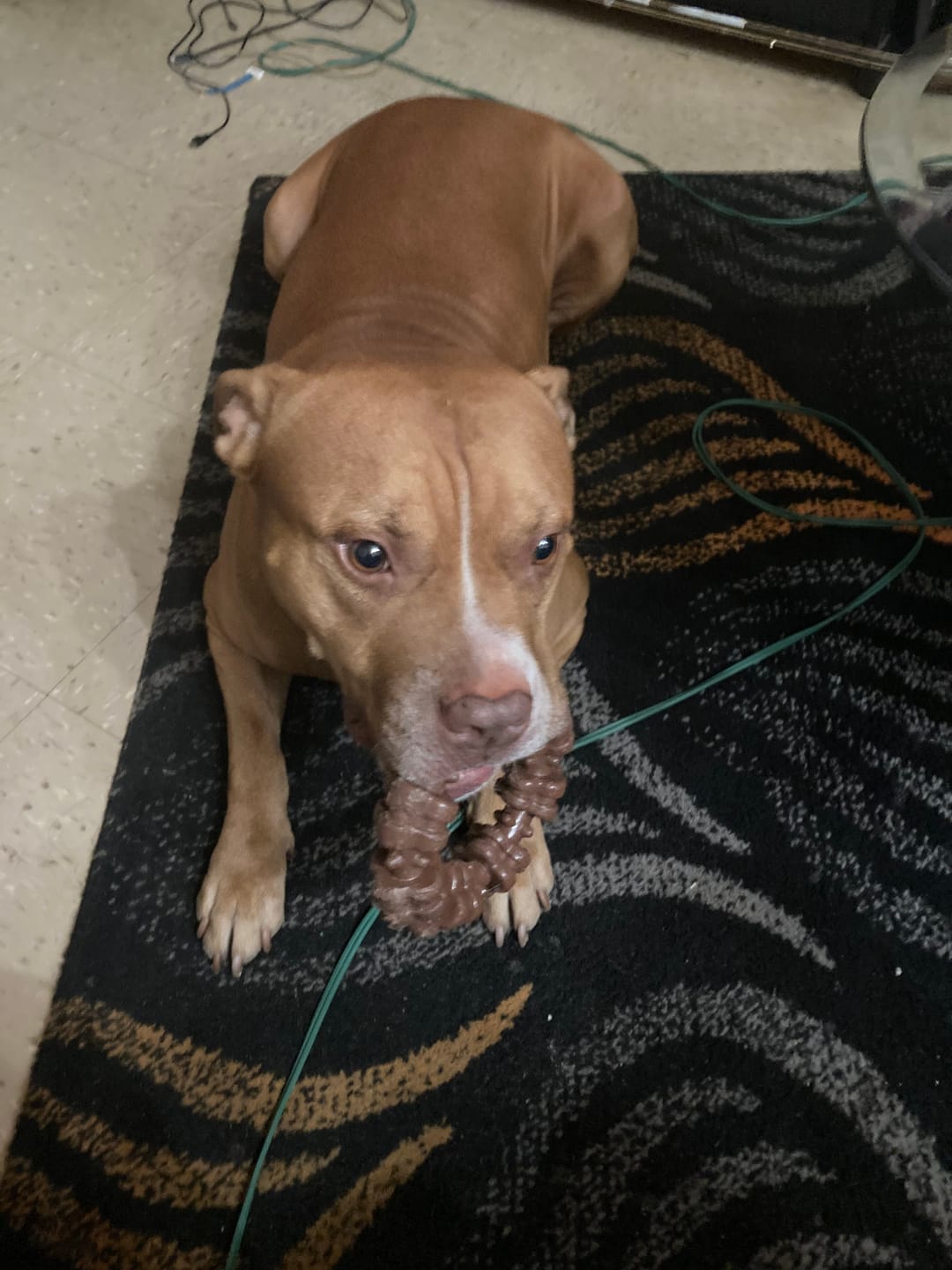 Customer photo review of Ostrich Chunky Bones (4" x 2" - 2 Pack): The Long-Lasting, Flavor-Packed Bones for Small to Medium Dogs