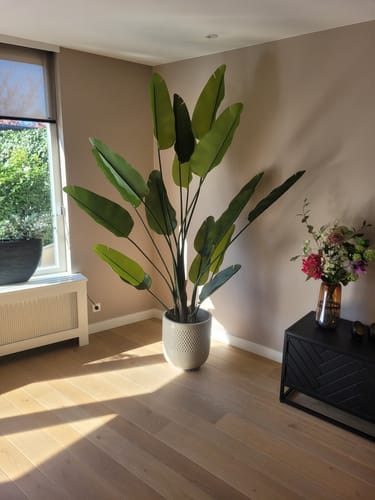 Customer photo review of Strelitzia Kunstplant 210cm