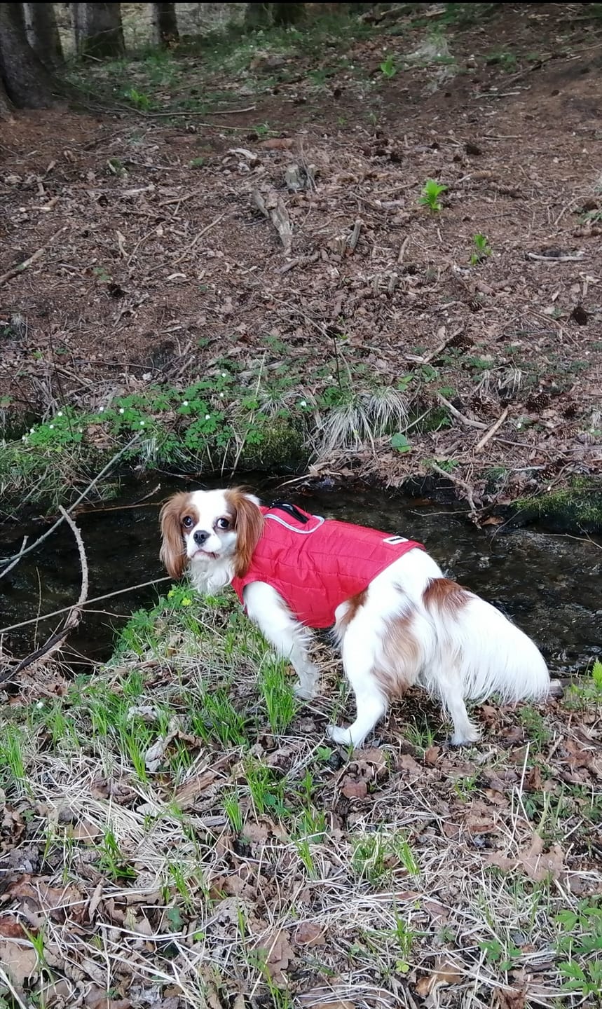 Customer photo review of Emmalove - Wasserdichte Hundeweste