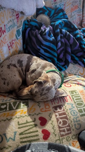 Customer photo review of FurLife™ 8 Months Flea and Tick Free