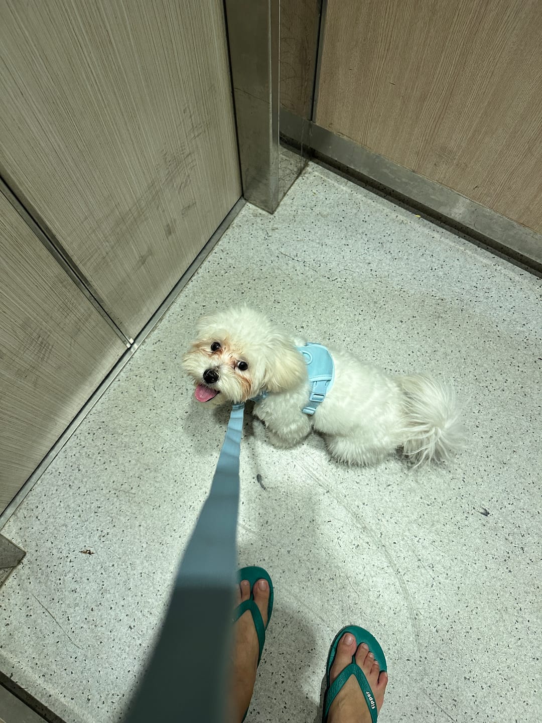 Customer photo review of Macaron Leash  Ver.2 (NEW!)