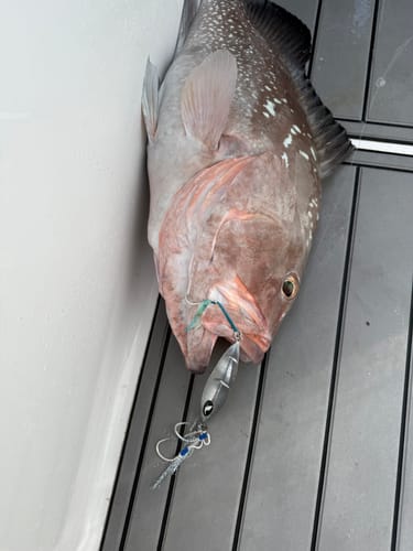 Customer photo review of GOOFISH® Solid Nano 6'6" (195cm) Best Slow Pitch Jigging Fuji Saltwater Jig Pole Light Micro Shore Jigging Rod Offshore Jigging Fishing Rods
