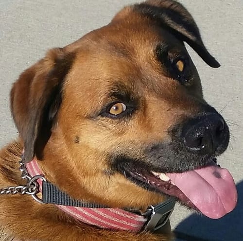 Customer photo review of FurLife™ 12 Months Flea and Tick Free