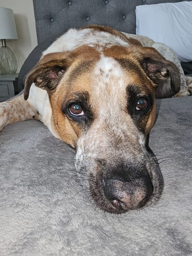 Customer photo review of FurLife™ - 8 Months Flea and Tick Collar for Dogs