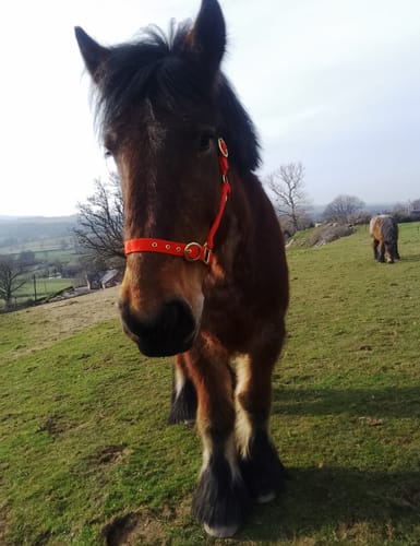 Customer photo review of Rhinegold Nylon Headcollar