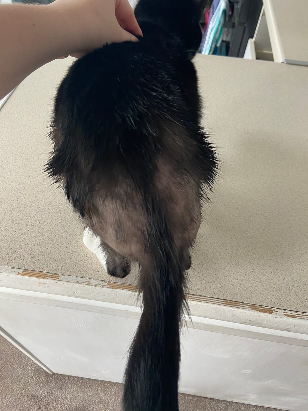 Customer photo review of Cat Skin Rescue Bundle Pack
