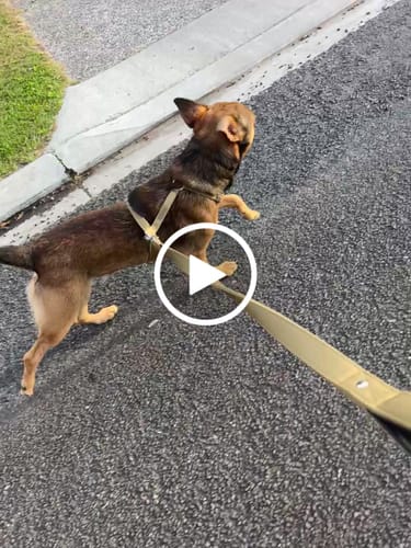 Customer video review of Dog Leash - SupaTuff® Desert Wolf Heavy Duty Bullsnap Leash 120cm