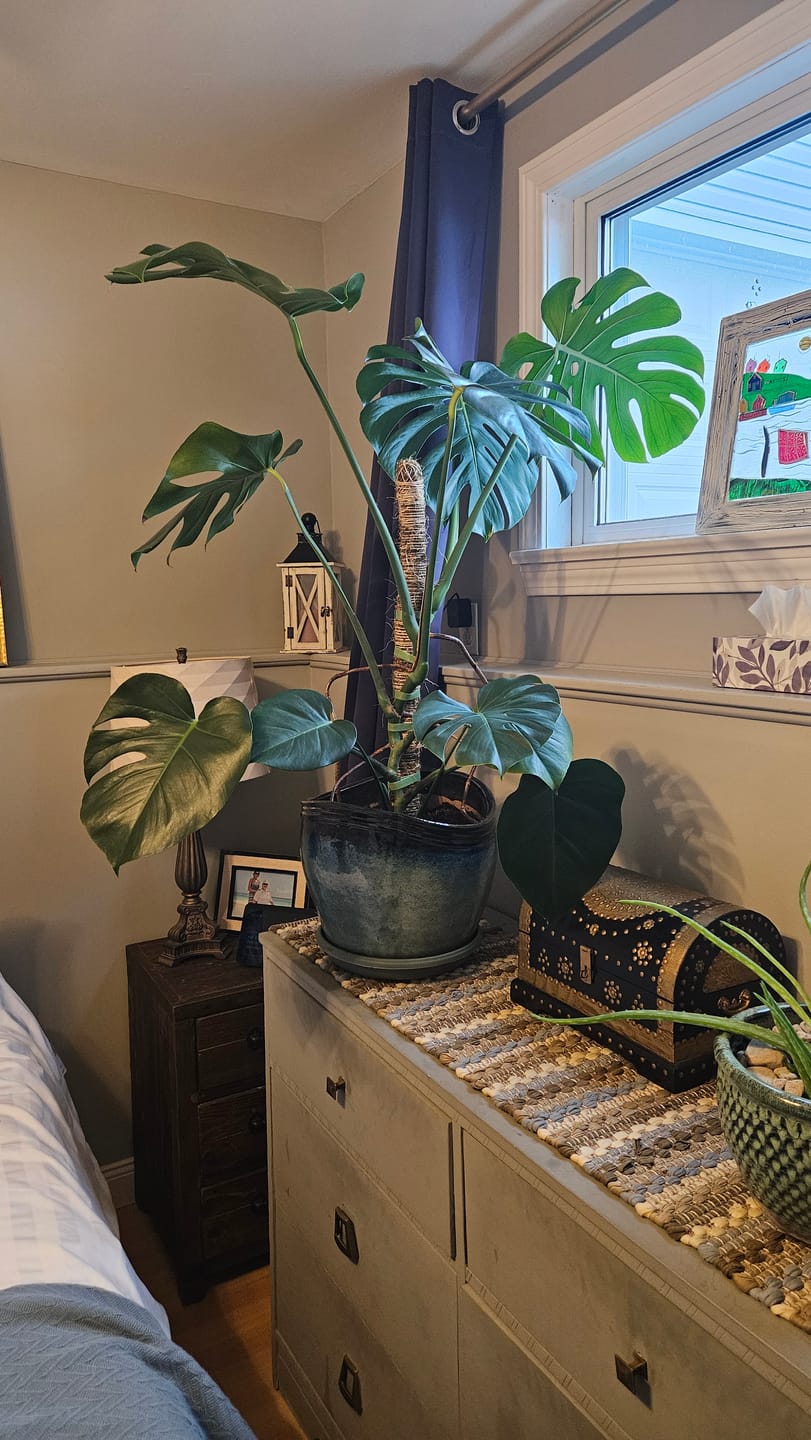 Customer photo review of The Original Bendable Moss Pole™ - Best Seller (Pins Included)