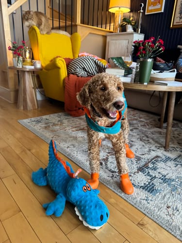 Customer photo review of WagWellies® by wagwear