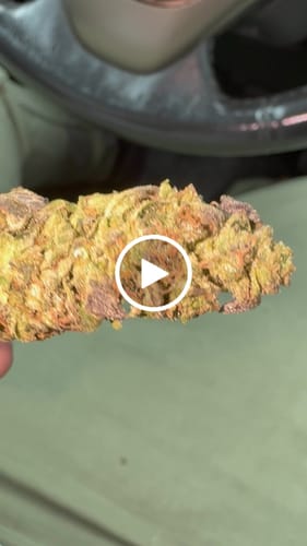 Customer video review of Bulk THCA Flower Pounds