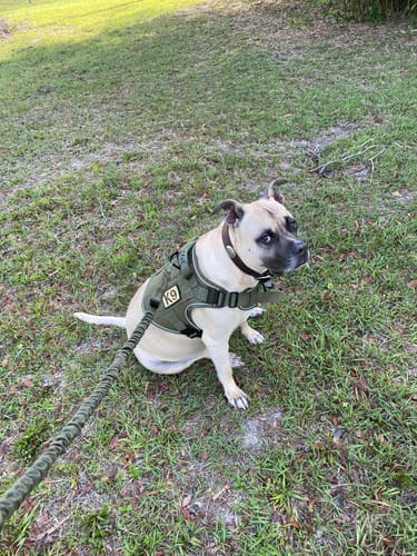 Customer photo review of Heavy-Duty Double-Handle Tactical Bungee K9 Dog Leash