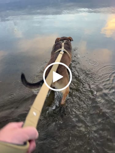 Customer video review of SUPATUFF® Strong Dog Harness Desert Wolf (Slim Fit)