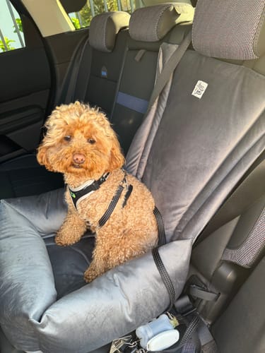 Customer photo review of Seggiolino Auto Velluto Grigio