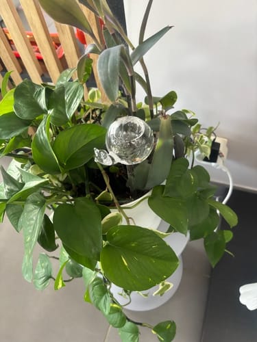 Customer photo review of Mon petit escargot®