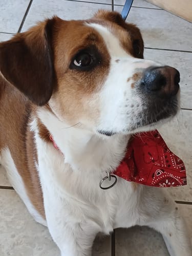 Customer photo review of Collier de Dressage PuppySafe - Sans Choc Électrique