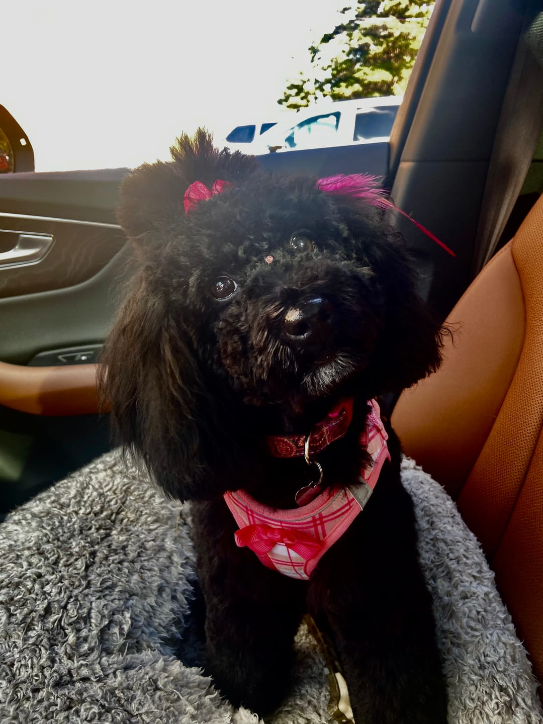 Customer photo review of Bold By Nature - Mega Viande crue pour chien