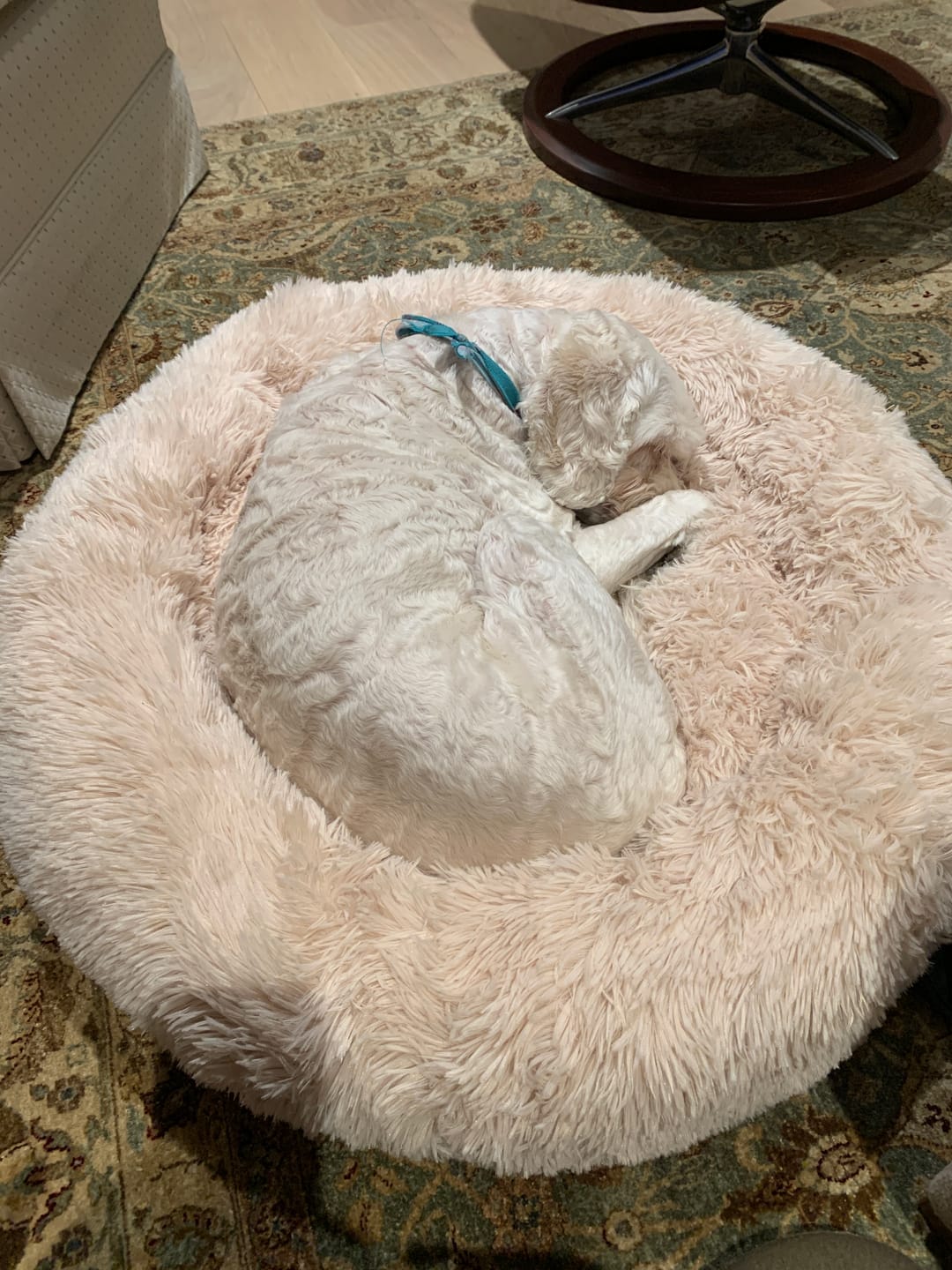 Customer photo review of Calming Dog Bed
