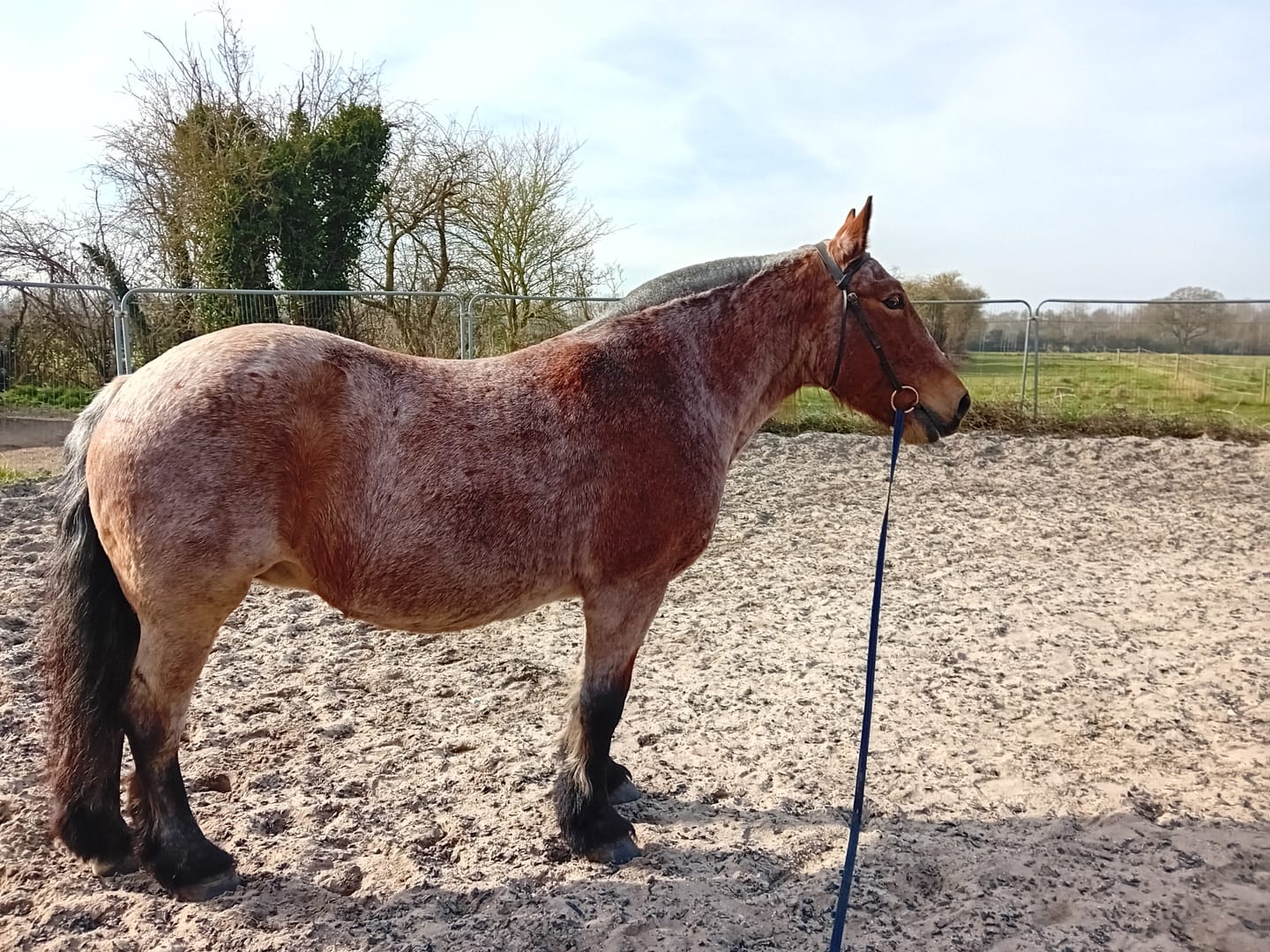 Customer photo review of Horse Spray