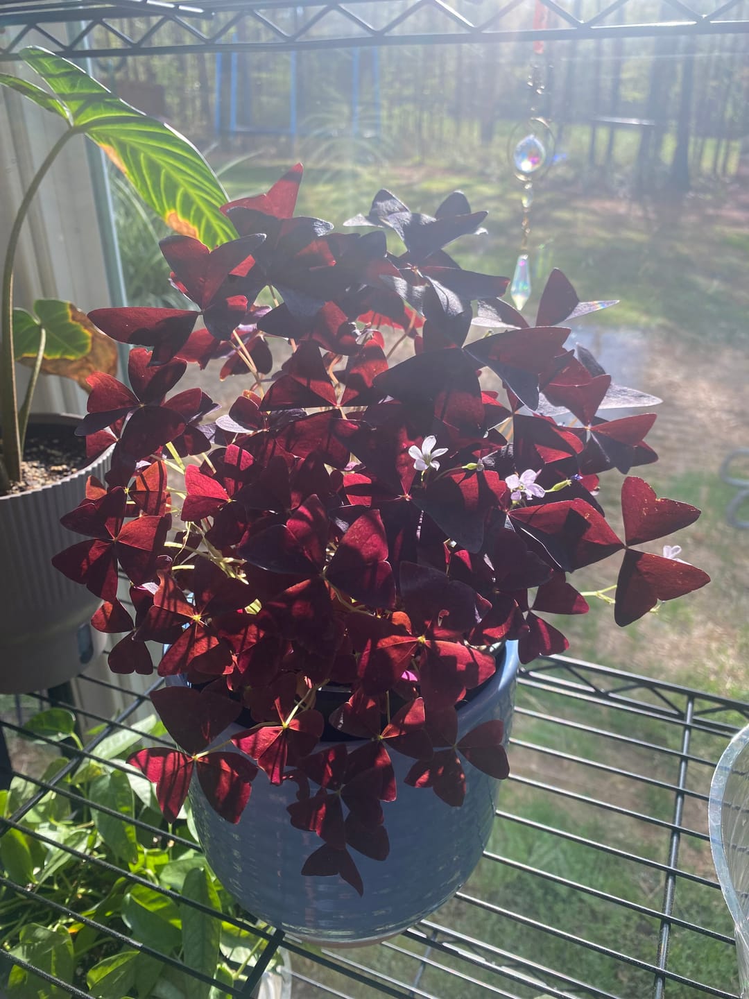 Customer photo review of Oxalis triangularis 'Ebony Allure'
