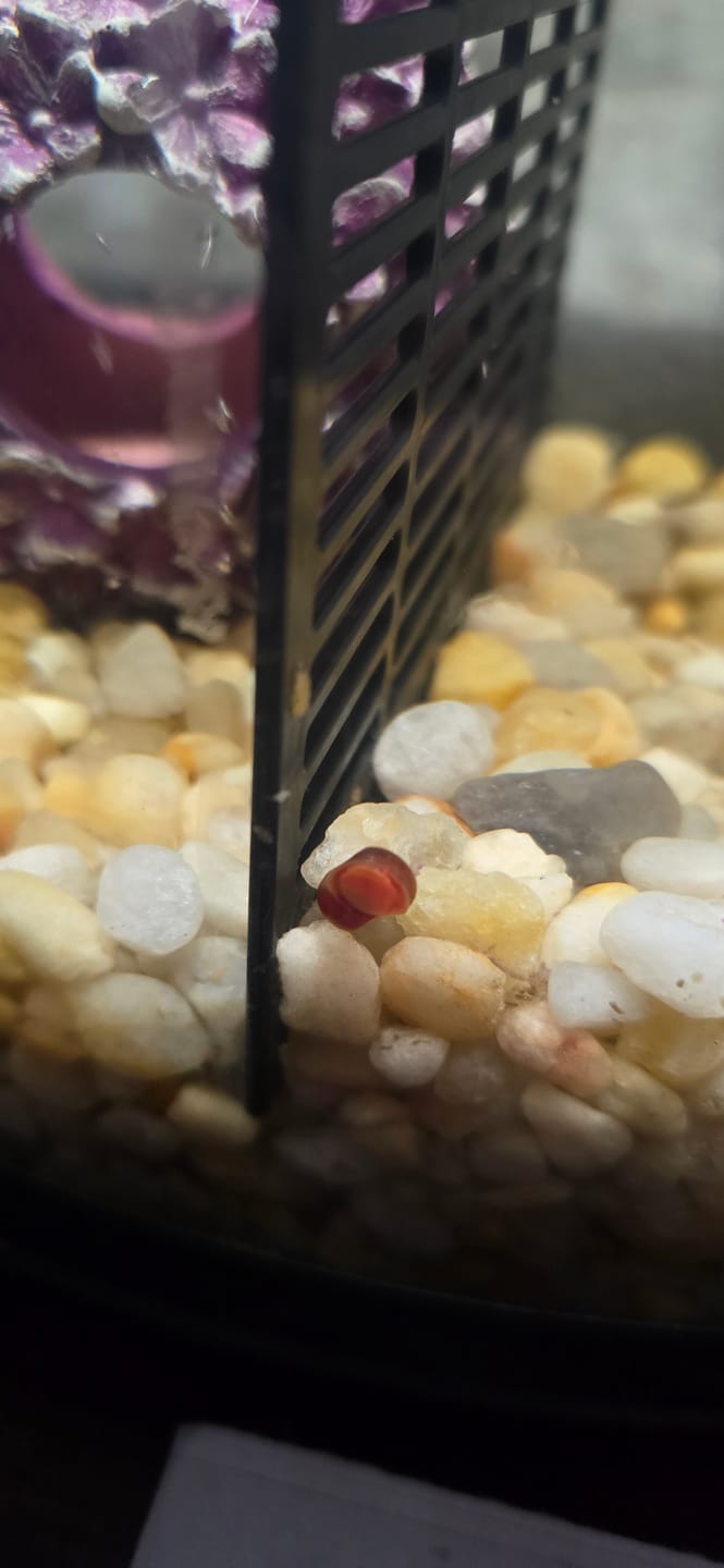 Customer photo review of RAMSHORN SNAILS (ASSORTED BLUE, PINK,GREY,GOLD)