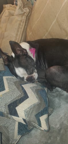 Customer photo review of FurLife™ 12 Months Flea and Tick Free