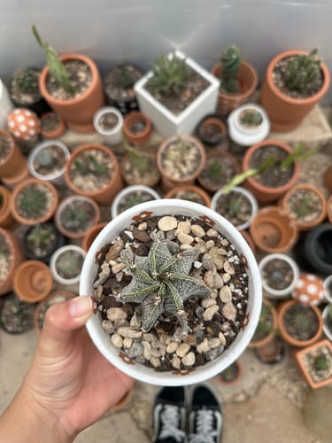 Customer photo review of Astrophytum ornatum | Star Barrel Cactus
