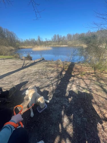 Customer photo review of Training Double Ended Dog Lead | 2m Length -  Orange